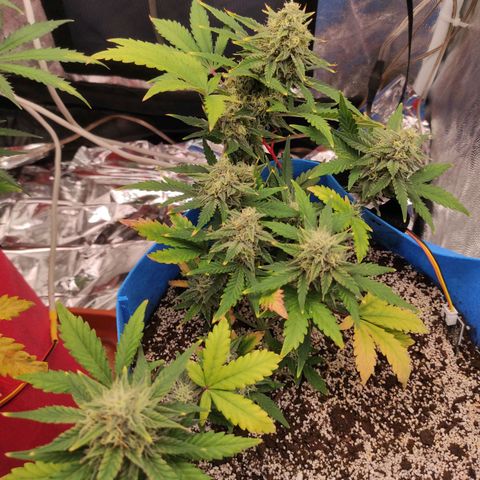 pineapple express growlog timeline photo