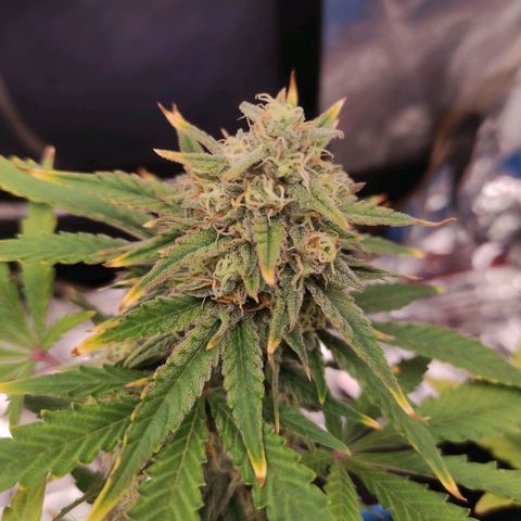 pineapple express growlog timeline photo