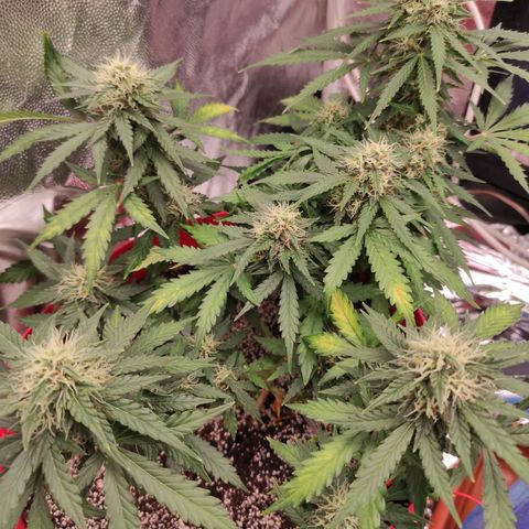 pineapple express growlog timeline photo