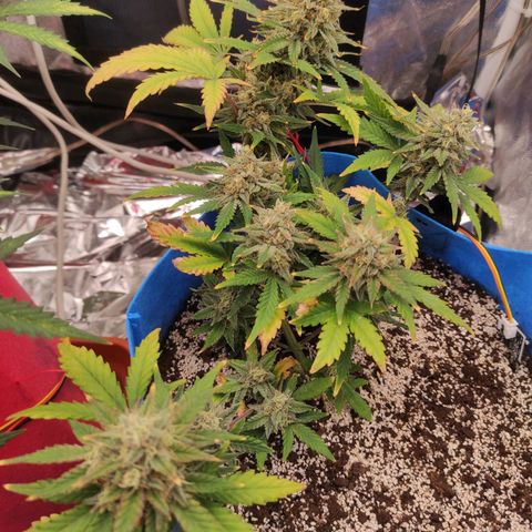 pineapple express growlog timeline photo
