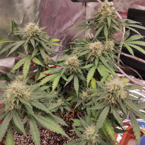 pineapple express growlog timeline photo