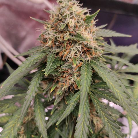 pineapple express growlog timeline photo