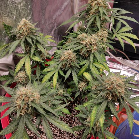 pineapple express growlog timeline photo