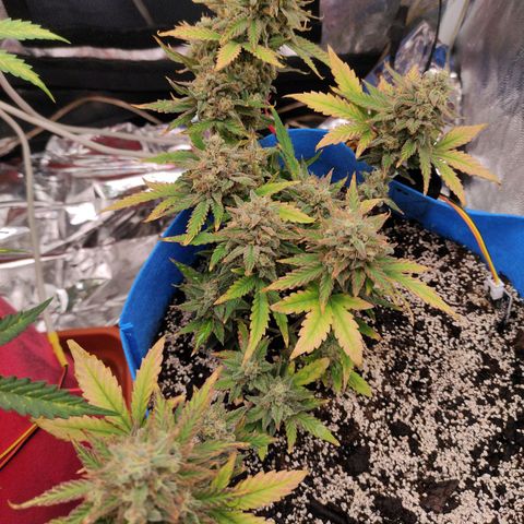 pineapple express growlog timeline photo