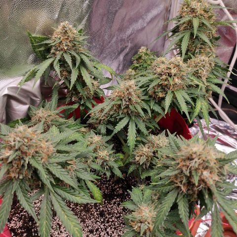 pineapple express growlog timeline photo