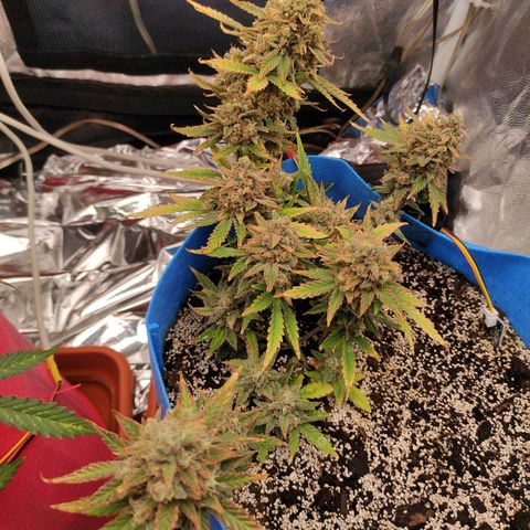 pineapple express growlog timeline photo