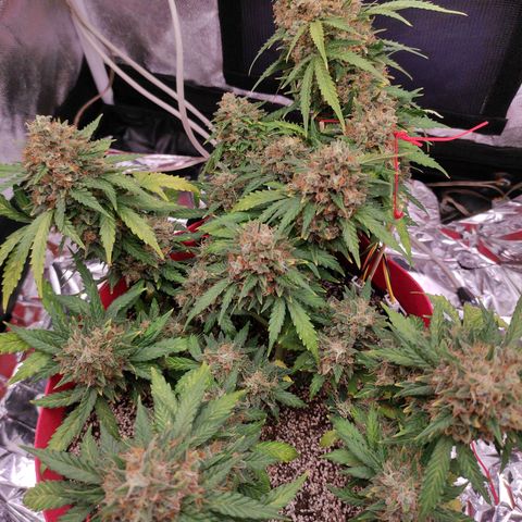 pineapple express growlog timeline photo