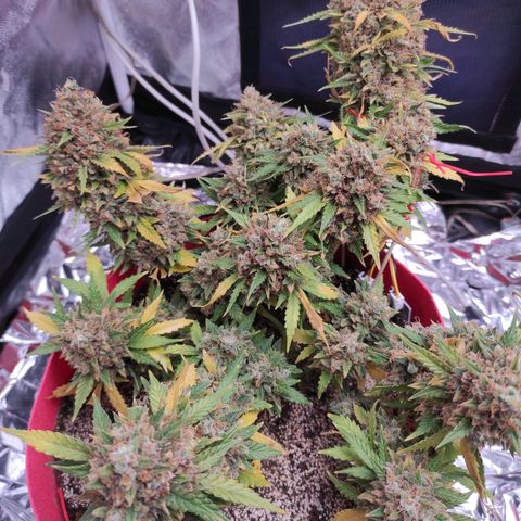 pineapple express growlog timeline photo