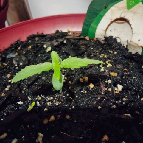 Orion 1 growlog timeline photo
