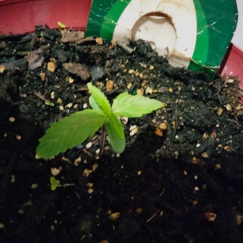 Orion 1 growlog timeline photo