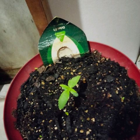 Orion 1 growlog timeline photo