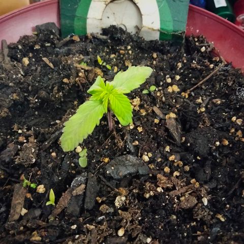 Orion 1 growlog timeline photo