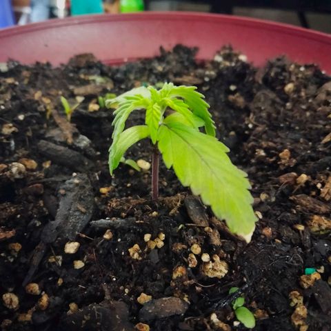 Orion 1 growlog photo: Underdeveloped?