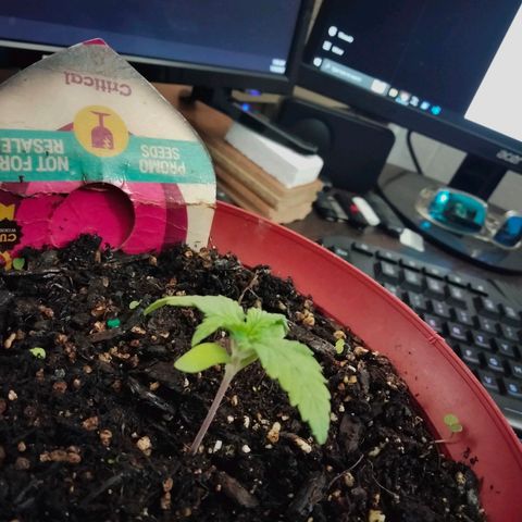 Critical 1 growlog photo: 3rd week 