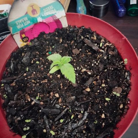 Critical 1 growlog timeline photo