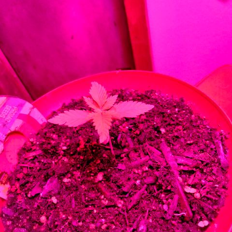 Critical 1 growlog photo: 3weeks