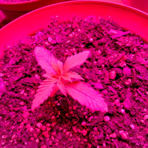 Orion 1 growlog photo: 4 weeks