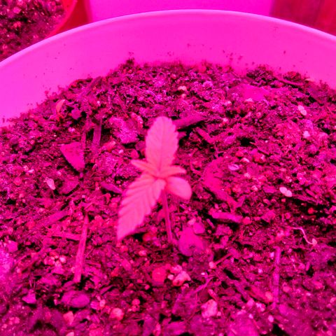 Special 1 growlog photo: 3 weeks