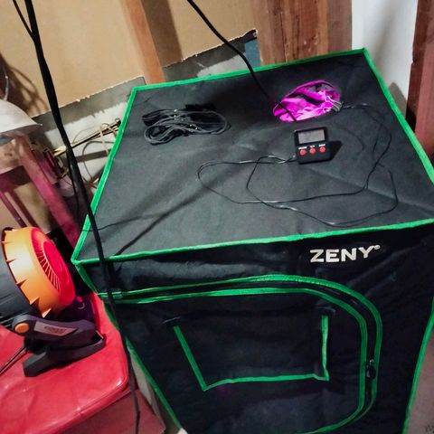 Critical 1 growlog photo: New tent 