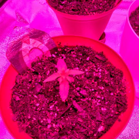 Orion 1 growlog timeline photo