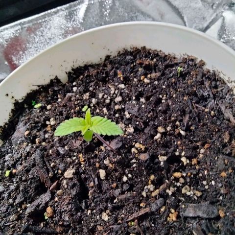 Special 1 growlog timeline photo