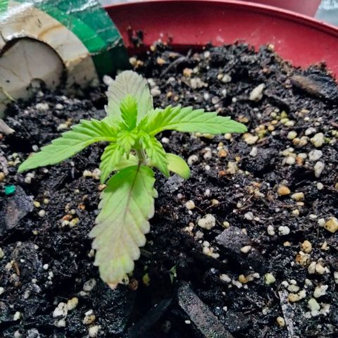 Orion 1 growlog timeline photo