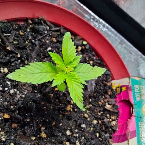 Critical 1 growlog timeline photo