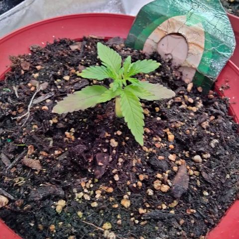 Orion 1 growlog photo: 3days in new tent with new light