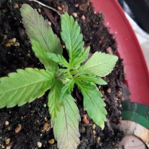 Orion 1 growlog photo: New settings