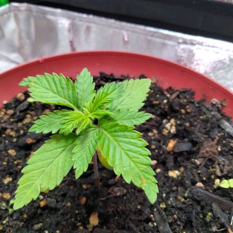 Critical 1 growlog photo: 3 days in new tent and additional lights 