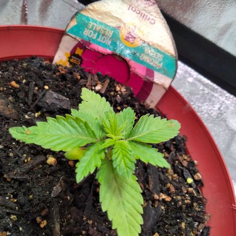 Critical 1 growlog photo: 3 days in new tent and additional lights 
