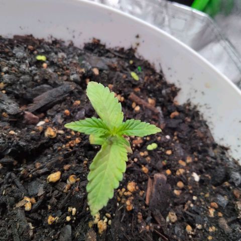 Special 1 growlog photo: 3 days in new tent and lights