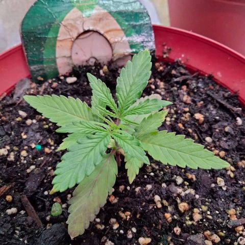 Orion 1 growlog timeline photo