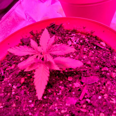 Orion 1 growlog timeline photo
