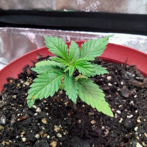 Critical 1 growlog timeline photo