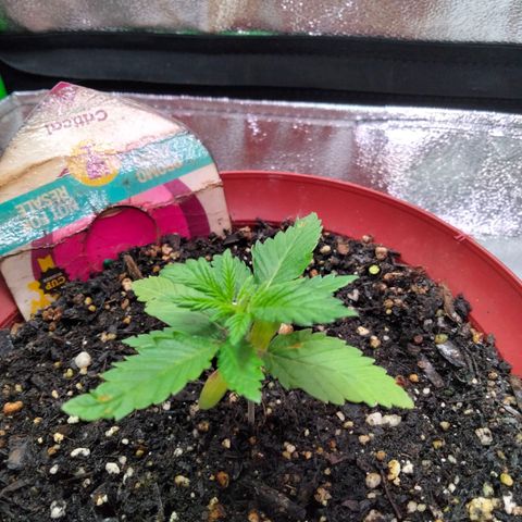 Critical 1 growlog timeline photo