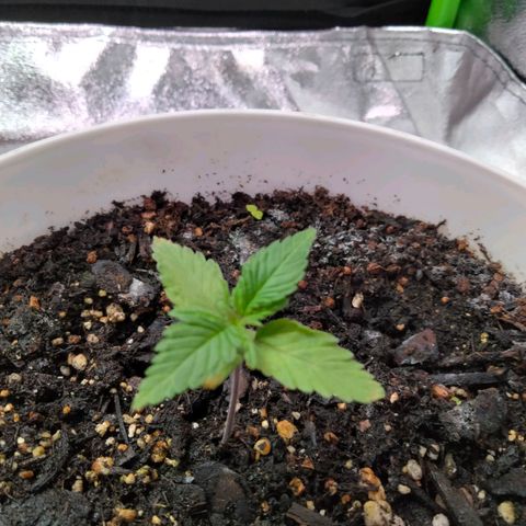 Special 1 growlog timeline photo