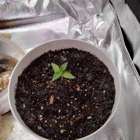 Special 1 growlog timeline photo