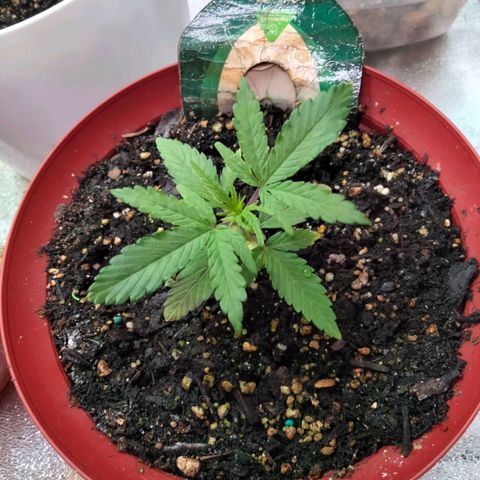 Orion 1 growlog photo: Hey babay
