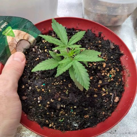 Orion 1 growlog photo: Hey babay
