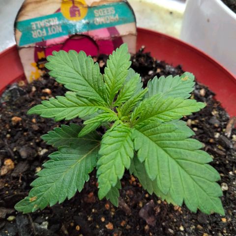 Critical 1 growlog photo: Smelling skunk like.... Delicious 😋