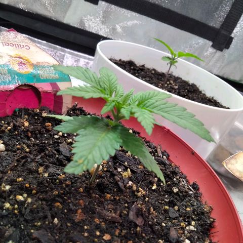 Critical 1 growlog photo: Smelling skunk like.... Delicious 😋