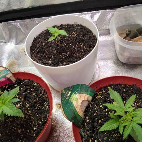 Special 1 growlog photo: 1week late after birth.... Still pulling through 