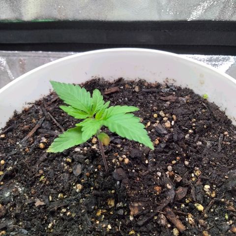 Special 1 growlog photo: 1week late after birth.... Still pulling through 