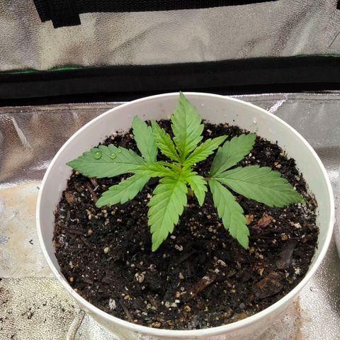 Special 1 growlog timeline photo