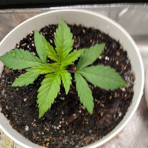 Special 1 growlog timeline photo