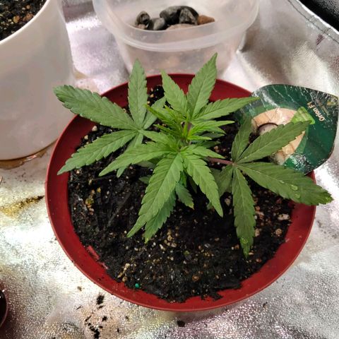 Orion 1 growlog timeline photo