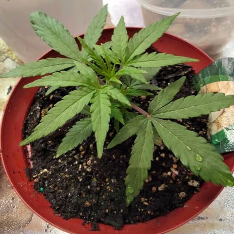 Orion 1 growlog timeline photo