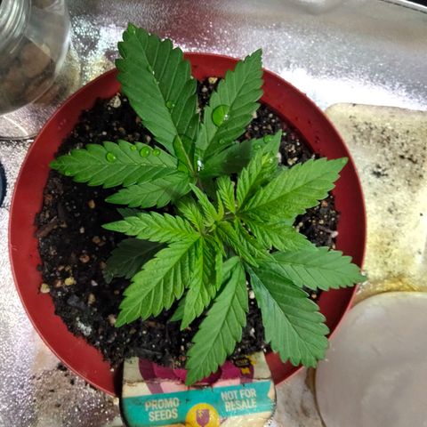 Critical 1 growlog timeline photo