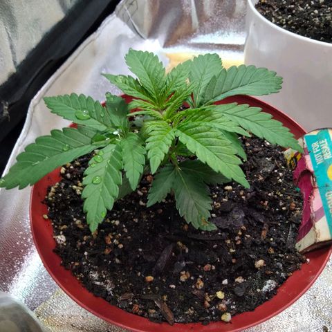 Critical 1 growlog timeline photo